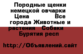 Породные щенки немецкой овчарки › Цена ­ 24 000 - Все города Животные и растения » Собаки   . Бурятия респ.